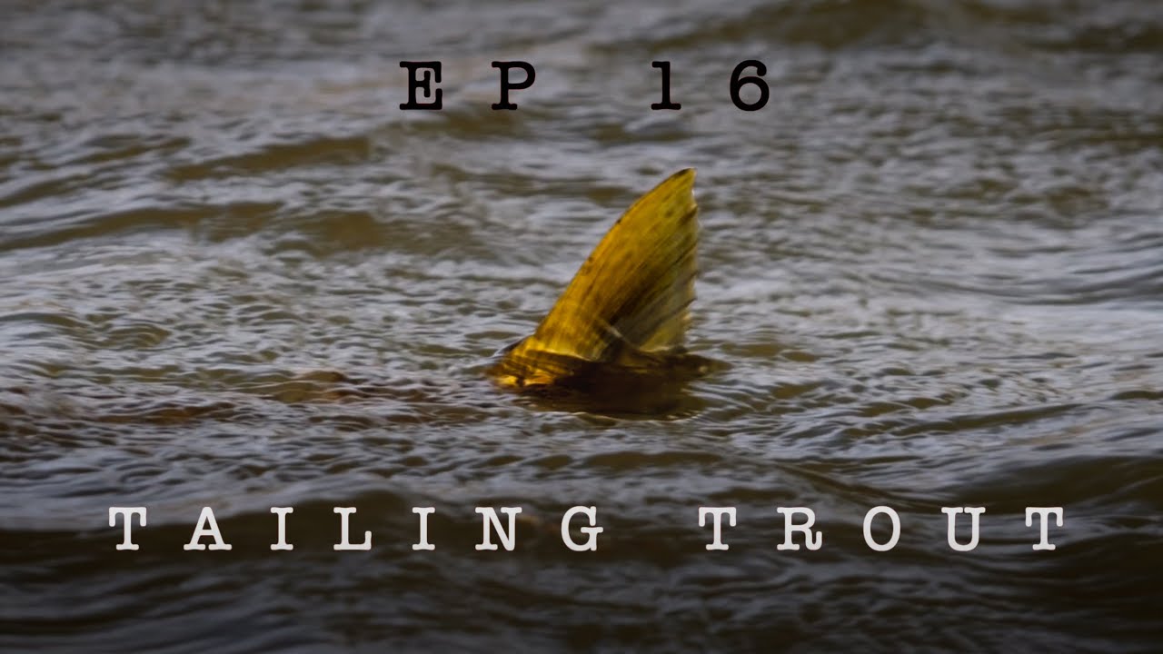 Tailing Trout (New Zealand Episode 16)