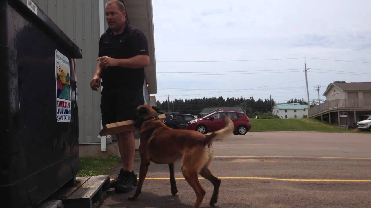 Dog Training! Trained Retrieve for Service Dogs or any Working Dog