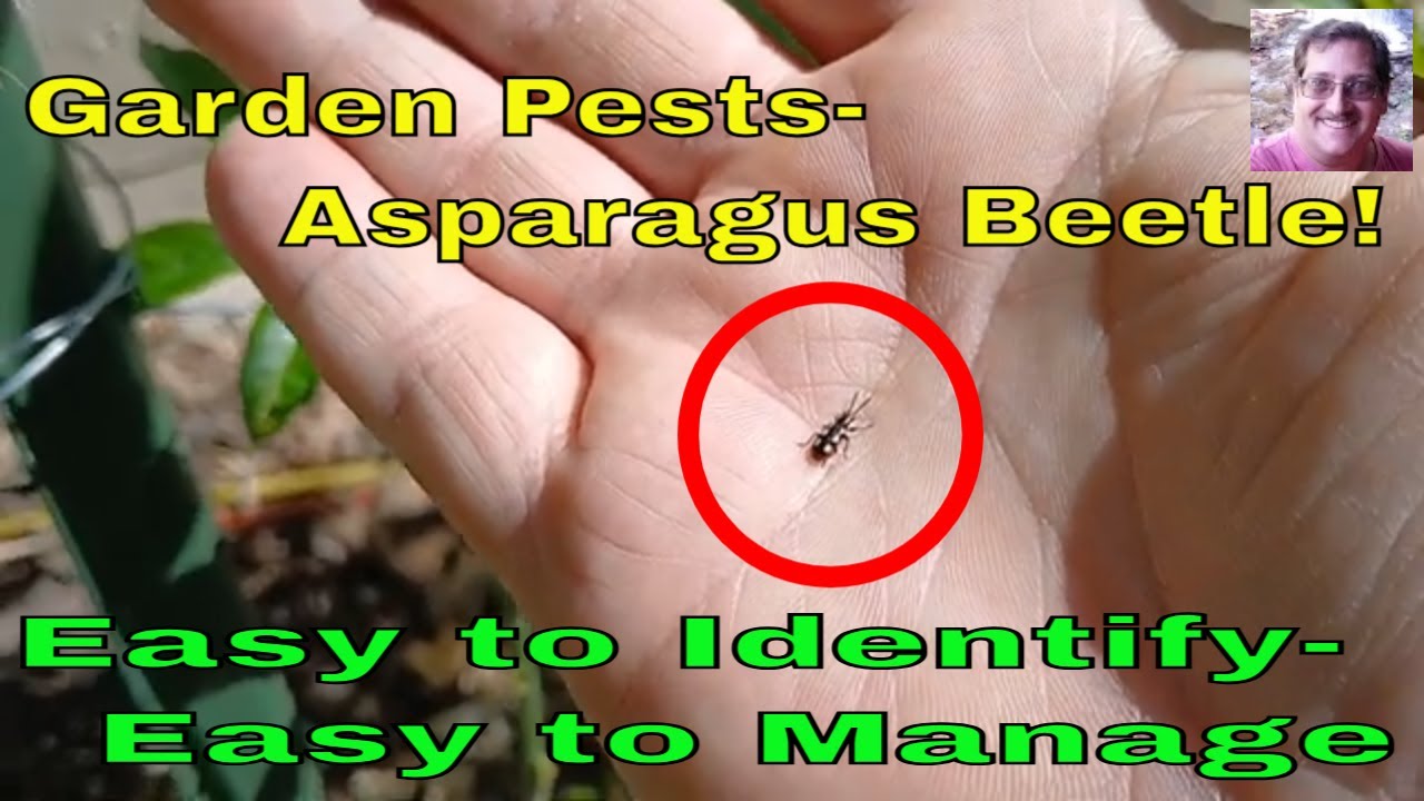 HowTo Get Rid of Asparagus Beetles - How I'm solving my problem