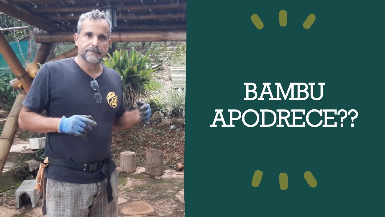 Bambu sem tratamento e proteção o que acontece?