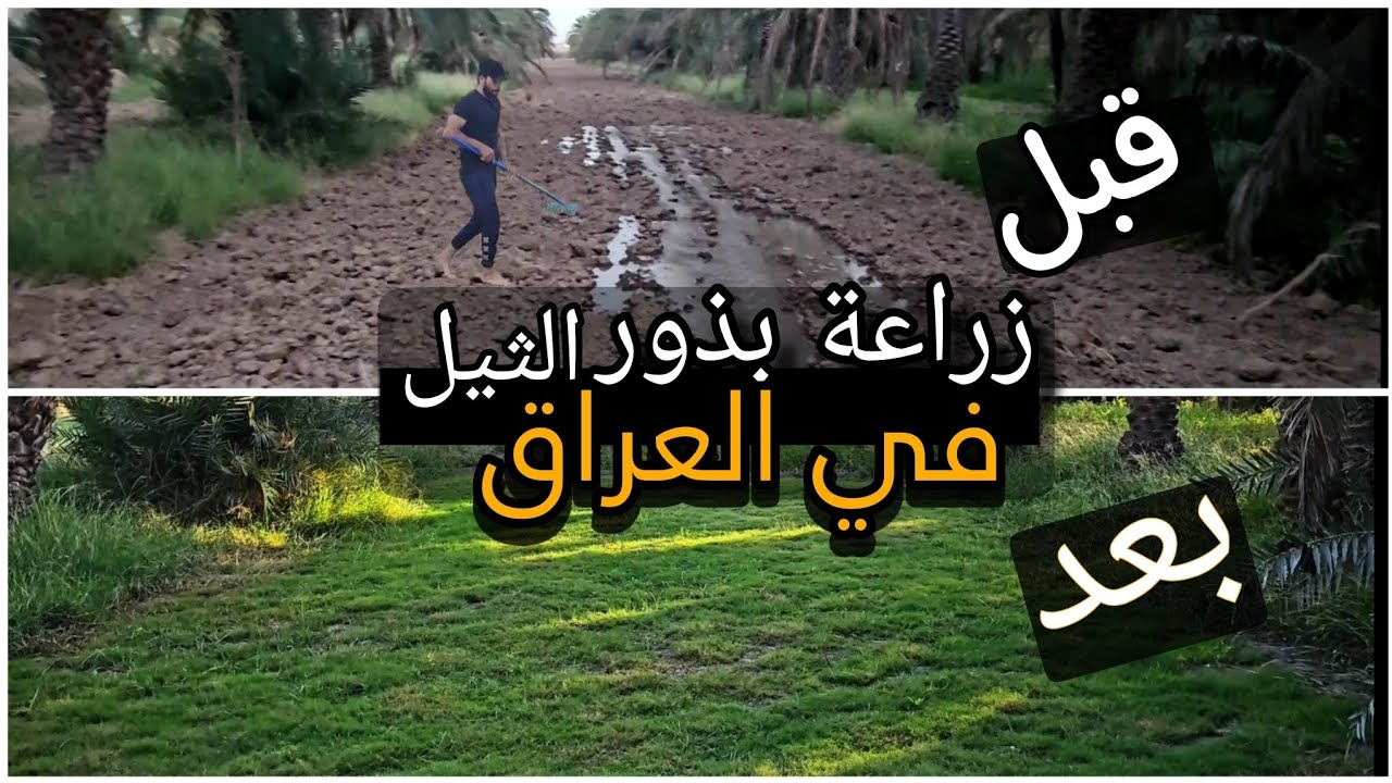 شاهد نتجية  زراعة بذور الثيل  في العراق