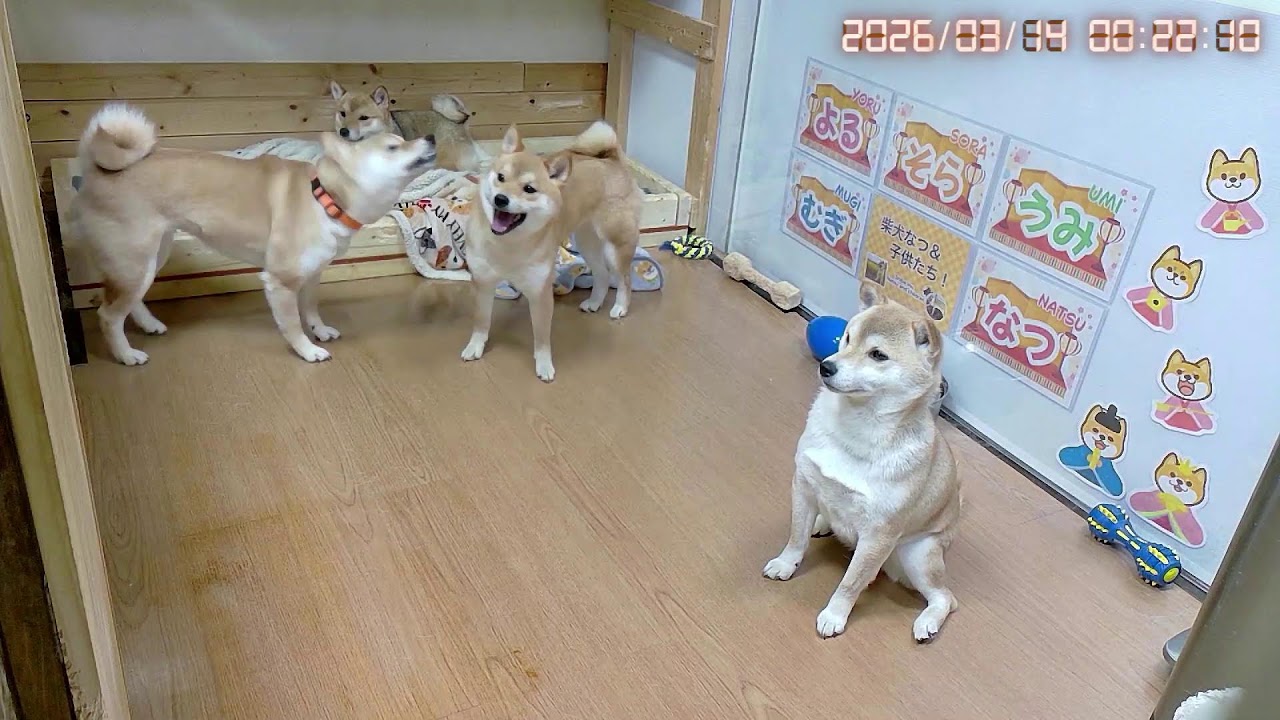 柴犬なつファミリー生配信【生後1歳＋184日】油断も隙もない柴！