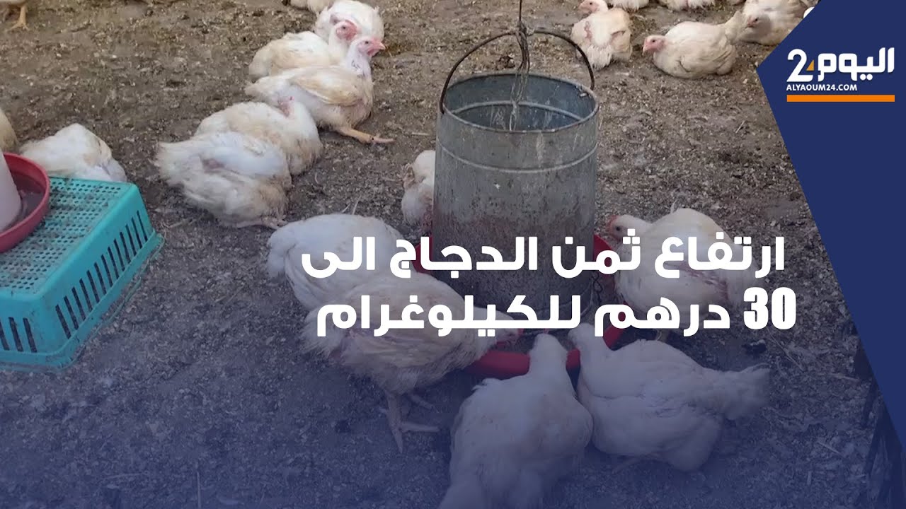 تطوان .. ارتفاع ثمن الدجاج الى 30 درهم للكيلوغرام