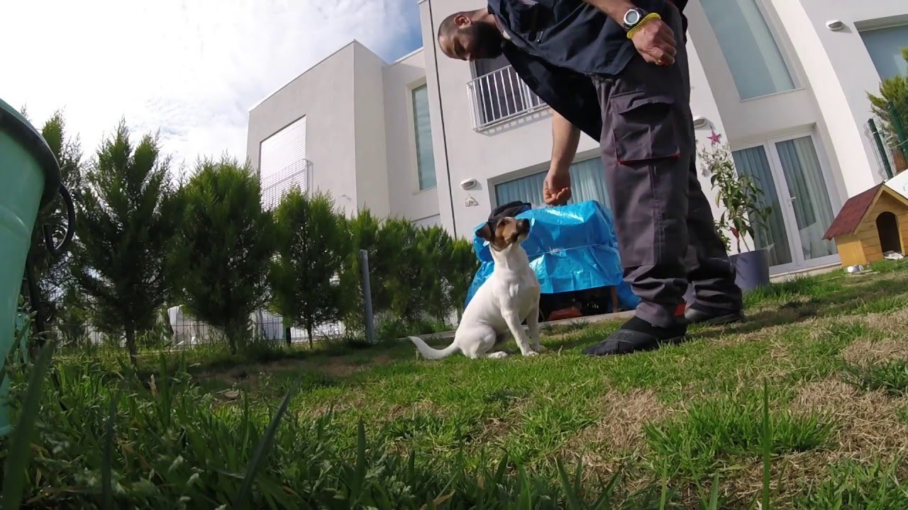 Korsan ( 9 aylık Jack Russell ) Eğitimin 1. ve 2. günü