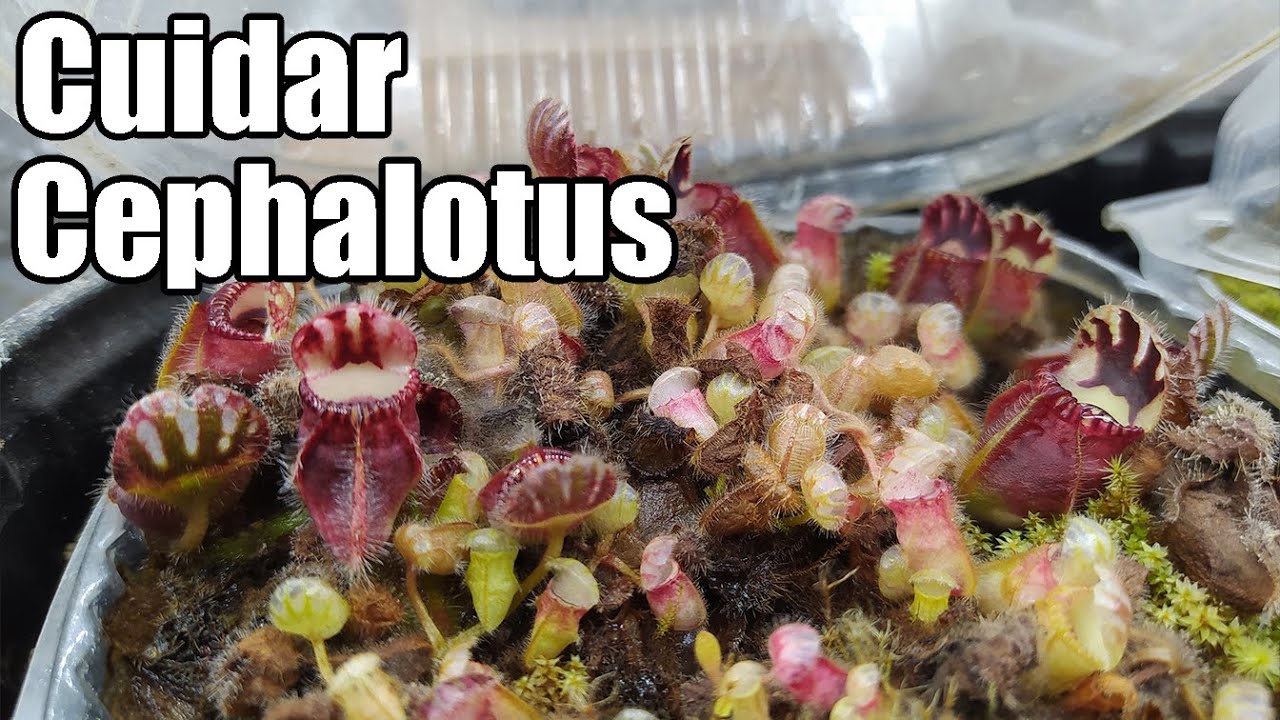 Como cuidar CEPHALOTUS FOLICULARIS || Plantas Carnivoras || Bananafabric