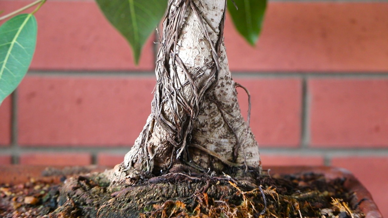 Restyling a 20 Year Old Ficus Virens - Branch Selection, Pruning & Wiring