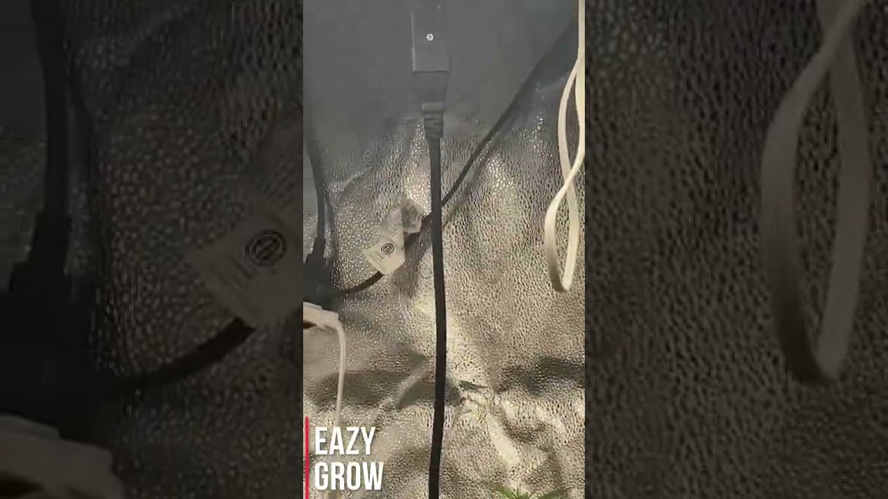 Training cannabis plants W/ EzGro