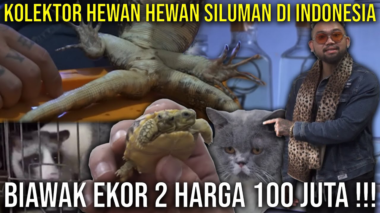 KOLEKTOR HEWAN HEWAN SILUMAN DI INDONESIA BIAWAK EKOR 2 HARGA 100 JUTA !!#AudreyA #KINGOFTHEJUNGLE