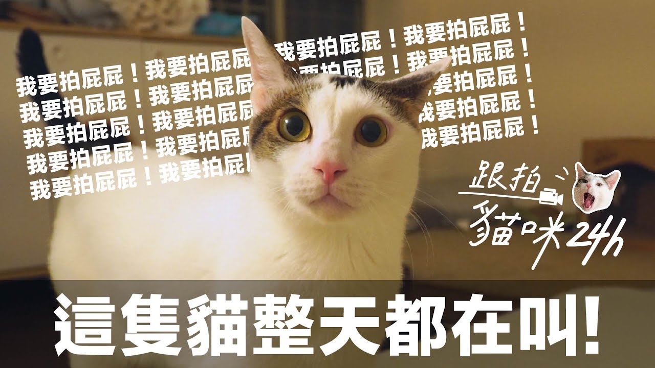 【跟拍貓咪24h-本丸篇】本丸叫整天！根本拍屁屁24h！