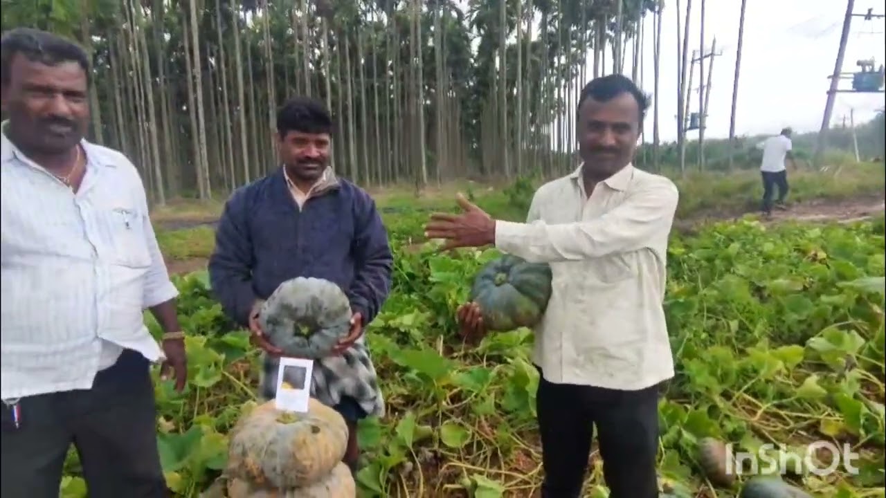 ACSEN HyVeg - ಕುಂಬಳಕಾಯಿ ತಳಿ‌ -  