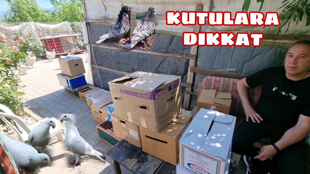 FUL KALİTE KUŞLAR  PUANLARIYLA FERHAT ÖZTÜRK