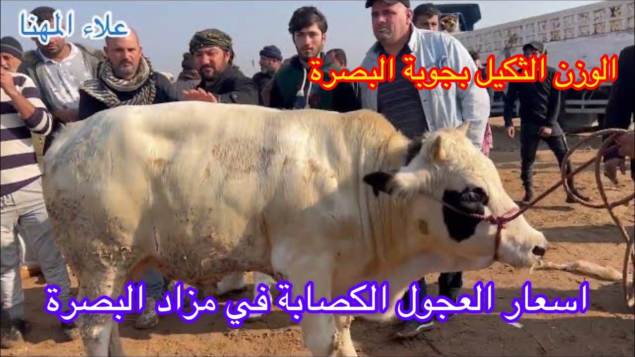 اسعار ومزاد مواشي محافظة البصرة للعجول الكصابة بأدارة الحاج ياسين ابو محمد ليوم الجمعة لايك الفديو
