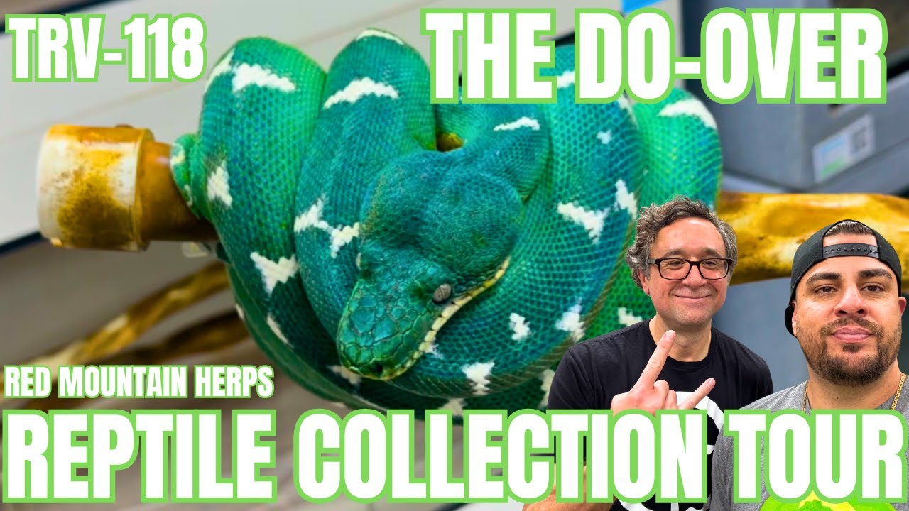 RAREST GREEN TREE PYTHON & EMERALD TREE BOA REPTILE COLLECTION TOUR W/ MARCIAL MENDEZ | THE DO-OVER