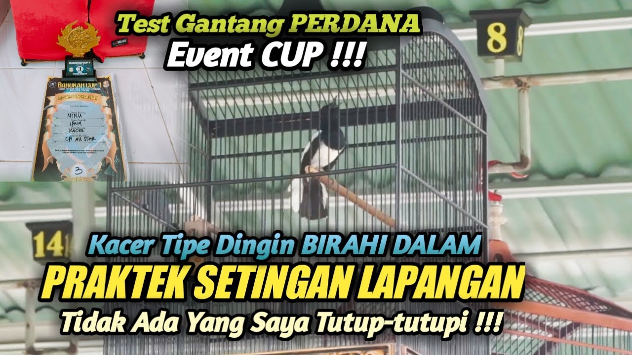 PRAKTEK LAPANGAN SETINGAN LOMBA KACER TIPE DINGIN BIRAHI DALAM