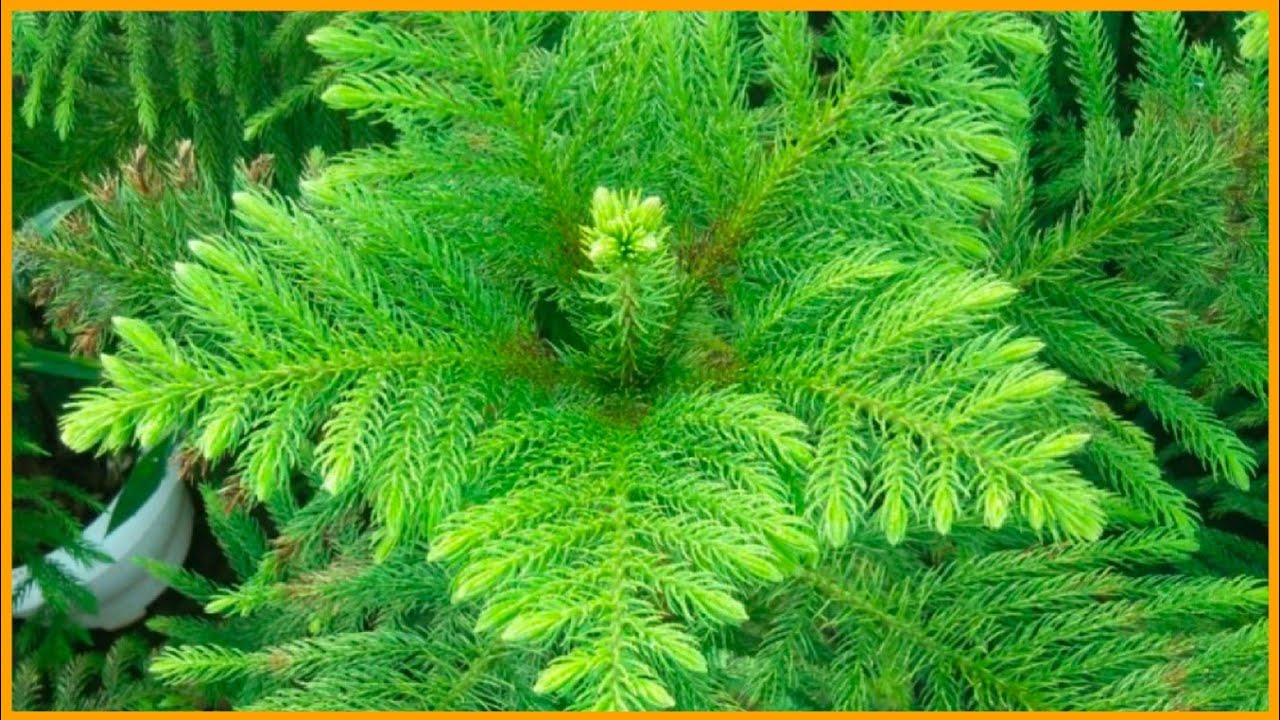 All about Araucaria or Christmas tree plant🌲🌲🌲