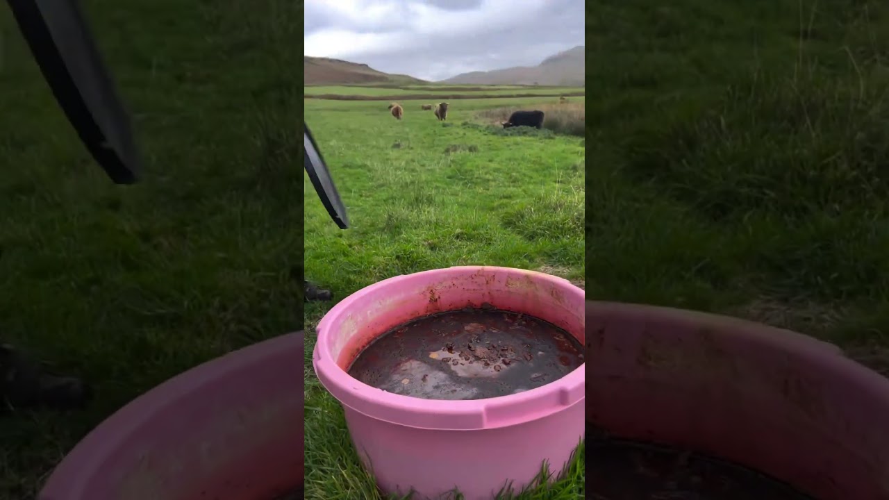 Highland cow time with WWOOF UK