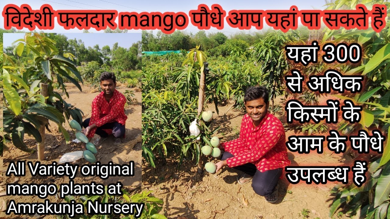 Amrakunja Nursery | आप यहां 300 से अधिक आम की किस्में प्राप्त कर सकते हैं | Original Mango Plants