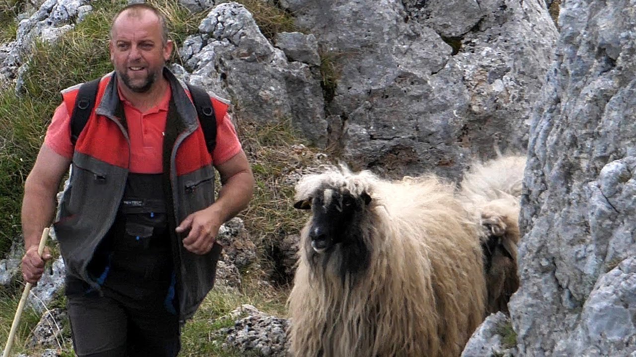 Kako se vodi 500 ovaca u planinu?