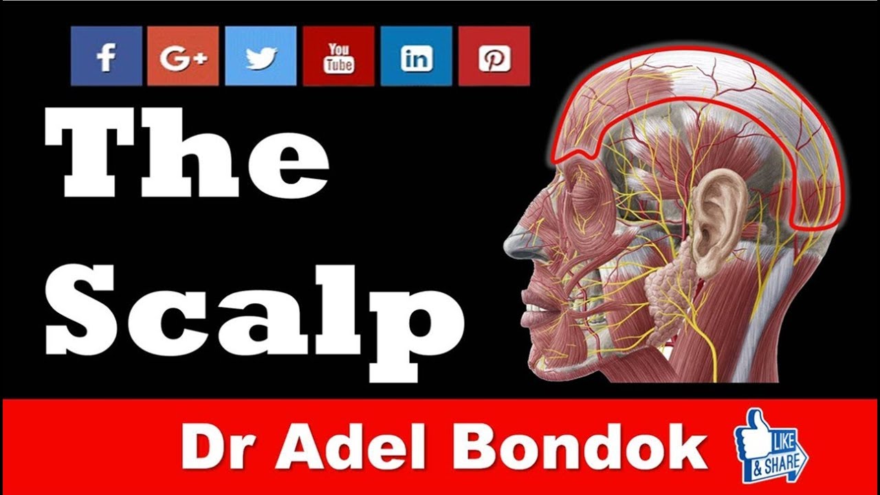 Anatomy of the Scalp, Dr Adel Bondok