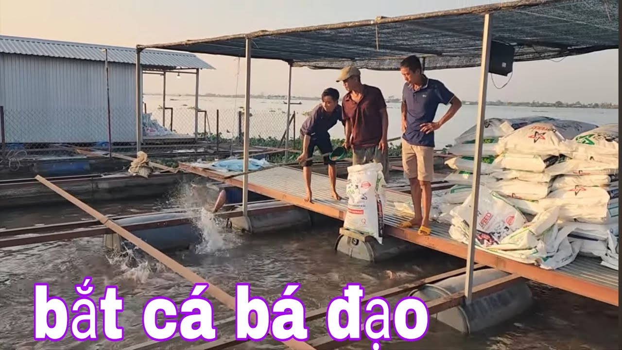 Trong Đời Mới Thấy Ăn Món Cháo Gà Nấu Chung Cá Diêu Hồng Trộn Gỏi Bắp Chuối # SĂN BẮT ĐỒNG THÁP #