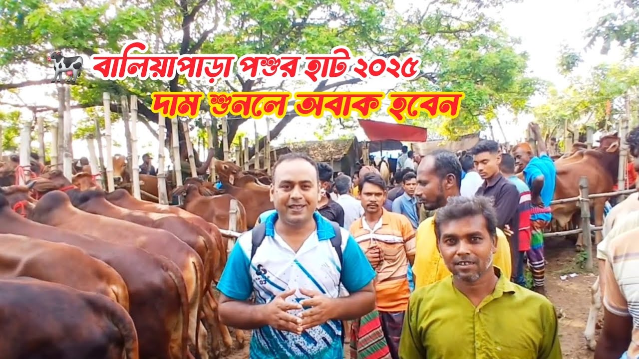  কুষ্টিয়ার বালিয়াপাড়া পশুর হাট | বিশাল গরু ছাগলের হাট | Kushtia Baliapara Cattle Market 2025।পর্ব-১