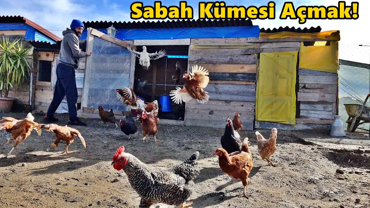 Sabah Kümes Böyle!/Herkül İyileşti/-#Tekirdağ#Tavuk#kümes#horoz#yumurta#civciv