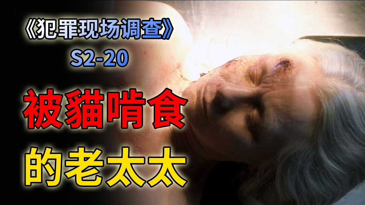 老太太养了二十只猫咪，死后被啃食的面目全非《C.S.I.--Crime Scene Investigation 》