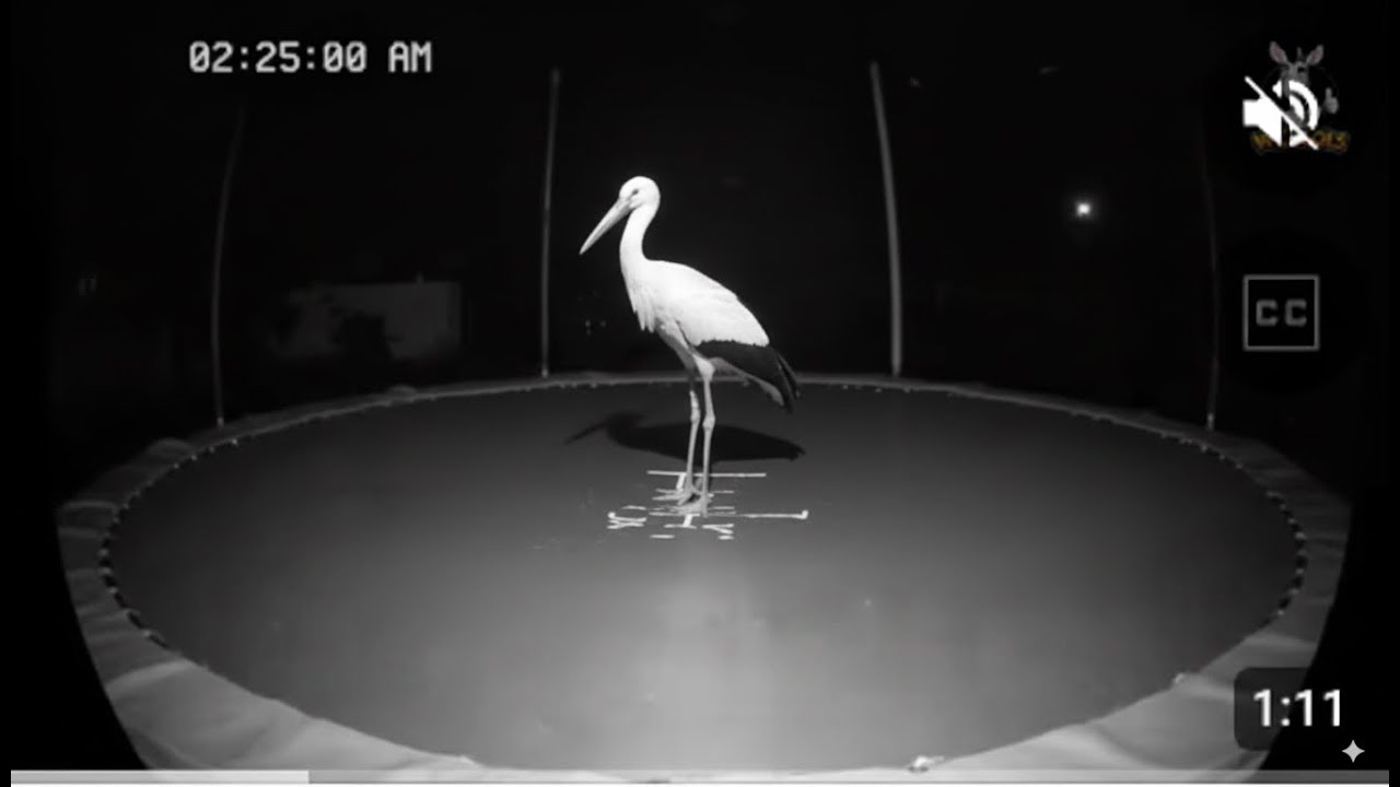 Exotic Wildlife at Night: Captured by Cutting-Edge Urban Night Cameras