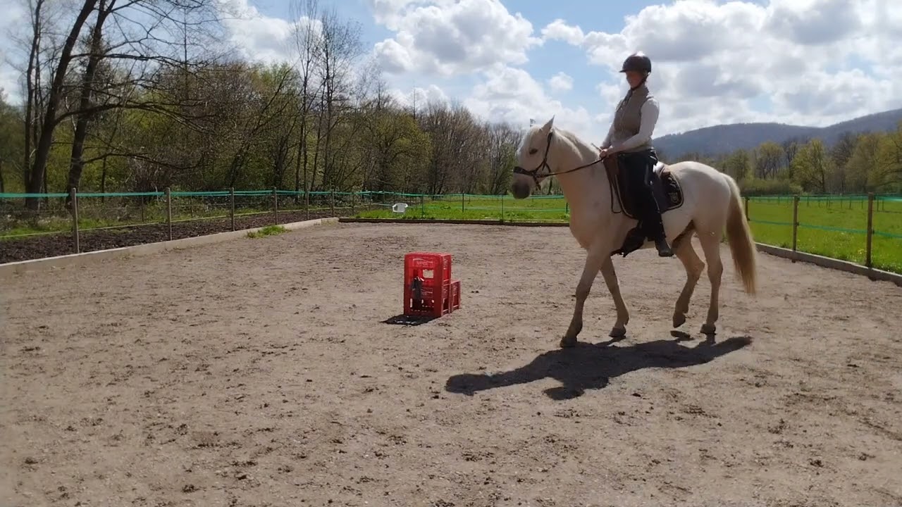 Poseido, Lusitano 4 Jahre, Das Anreiten - 2. Ritt frei
