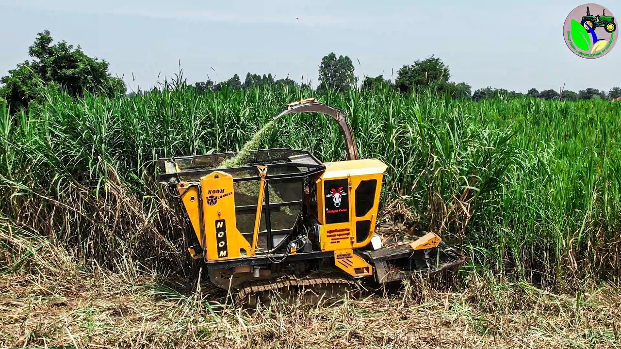SHOWING MODERN GRASS CUTTER MACHINE MADE IN THAILAND | GRASS MADE FOR ANIMALS