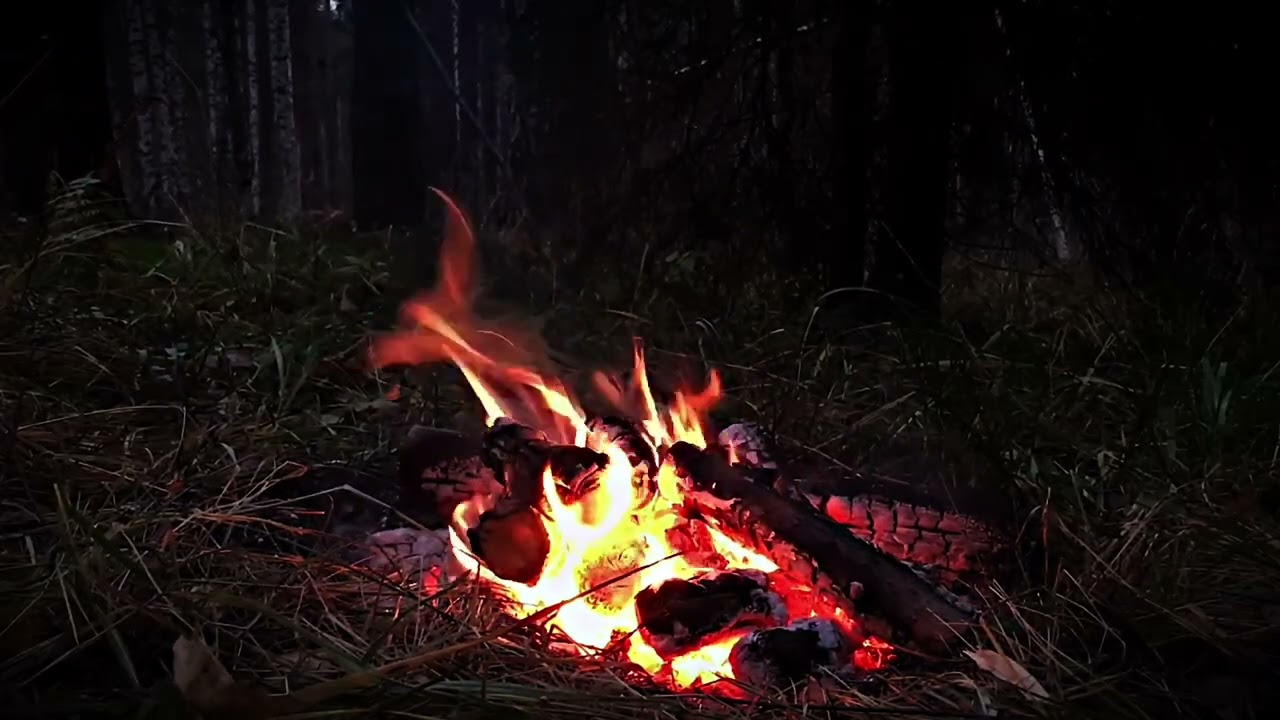 12 Hours of Crackling Campfire in Autumn Evening Forest | Relaxing ASMR Ambience