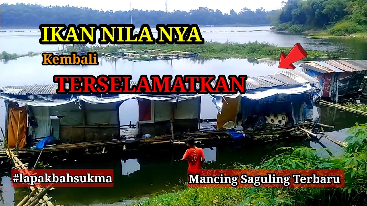 ВОДА ВЕРНУЛАСЬ В НОРМАЛЬНОЕ СОСТОЯНИЕ!!! РЫБА НИЛА СПАСЕНА // НОВЕЙШАЯ РЫБОЛОВНАЯ ЛОВЛЯ САГУЛИНГА...