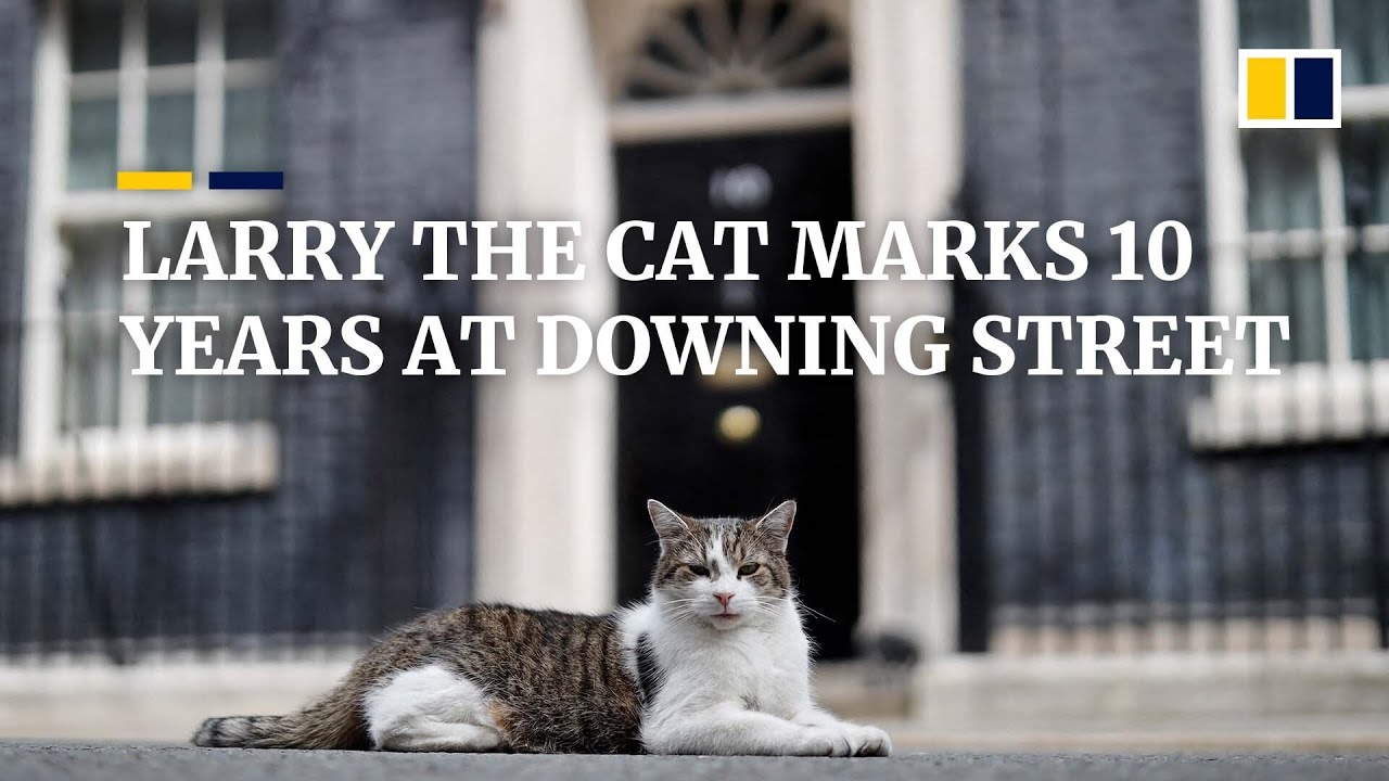 Larry the cat celebrates 10 years as chief mouser at 10 Downing Street