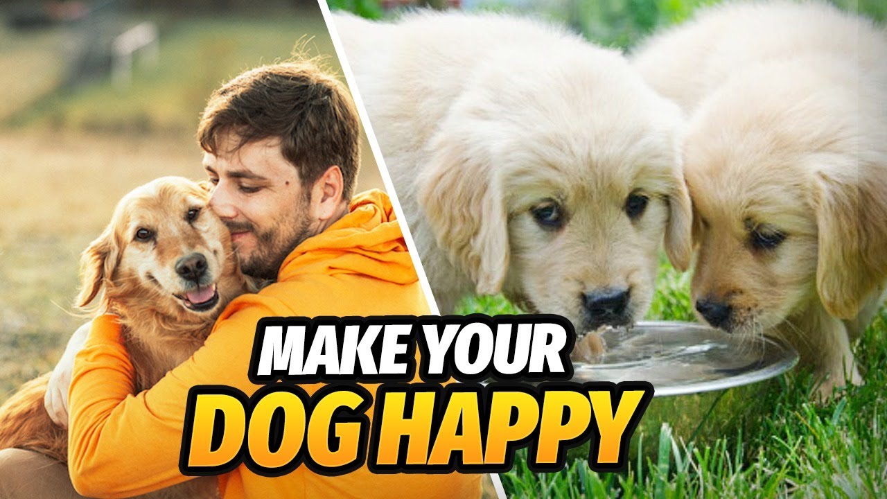 How to Keep Your Dog Happy and Healthy -10 Expert Tips to Keep Your Dog Cool