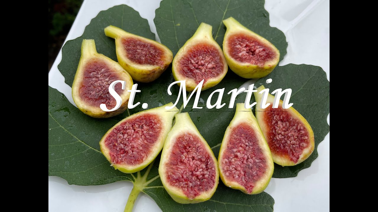 St Martin - a good fig for east coast weather conditions