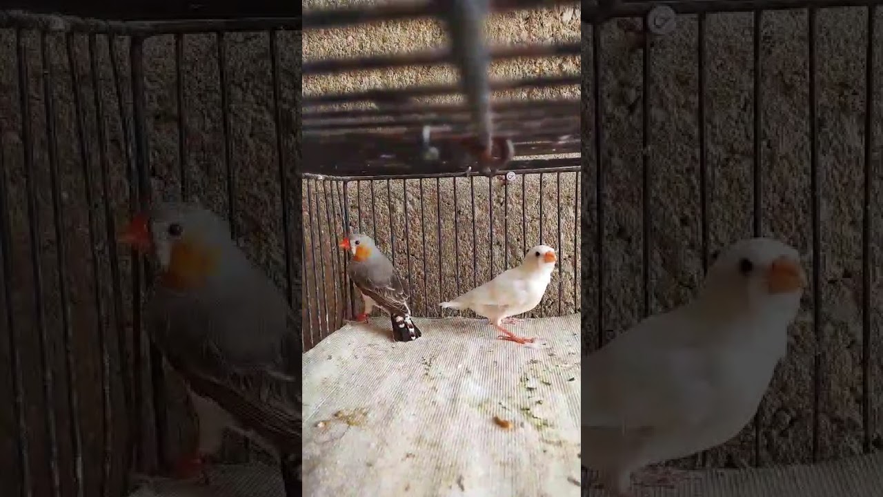 MASHA ALLAH Orange breasted male split half orange Isabel female I BIRDS FOR SALE I PARROT TO BIRDS