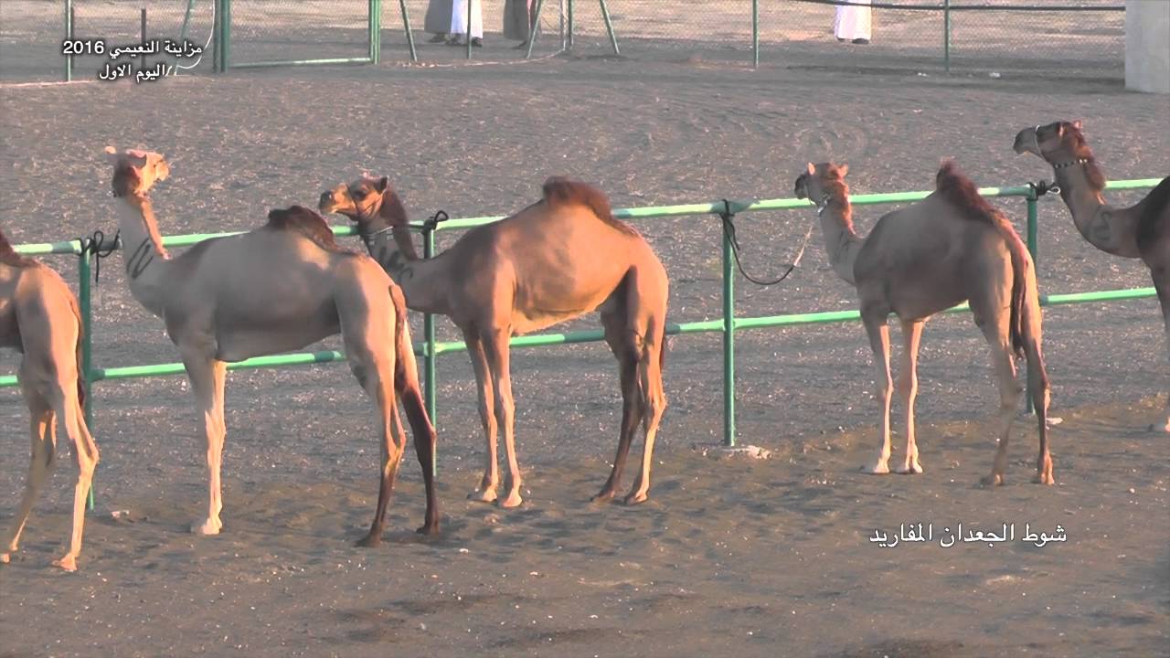 مزاينة النعيمي 2016 اليوم الأول