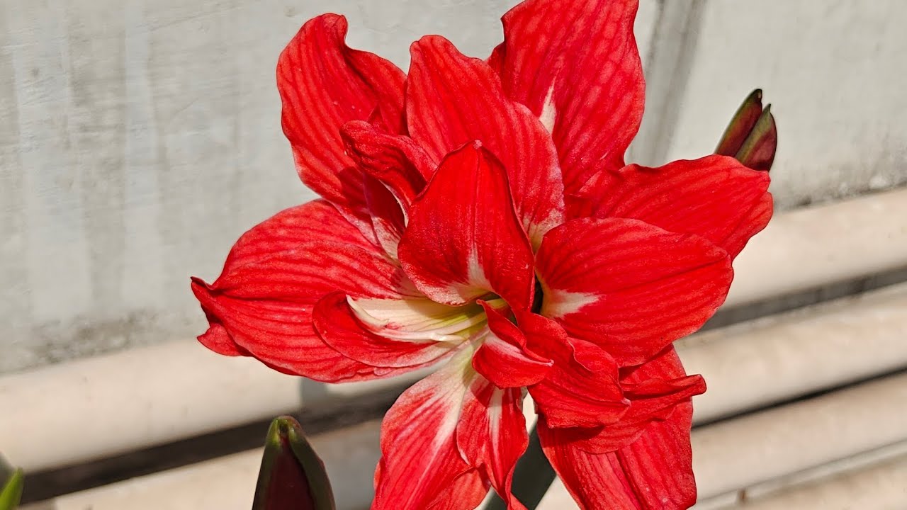 Green Fingers by Preeti Pandit is live,#on #live #gardening