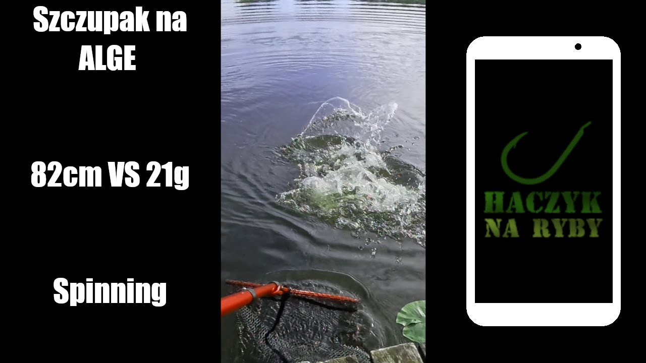 Szczupak 82cm na algę 2 VS 21g spinning #fishlog24