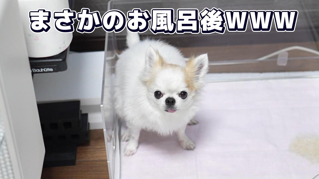 お風呂上りのチワワが、リビングで興奮しすぎて最後にアレを放出ｗｗｗｗｗｗ