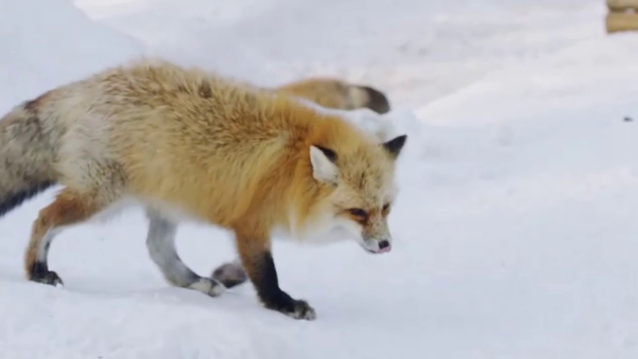 W.A. MOZART- SERENADE IN D MAJOR - K 185 