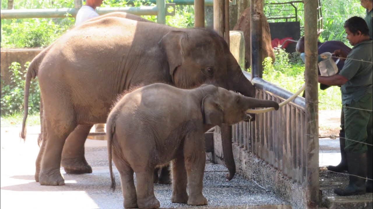 Elephant Feeding 