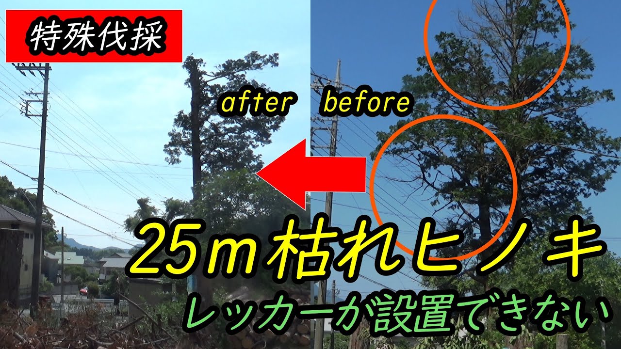 枯れ枝が道路に落ちて困る。切れる人がいないと業者が一年放置　≪特殊伐採≫