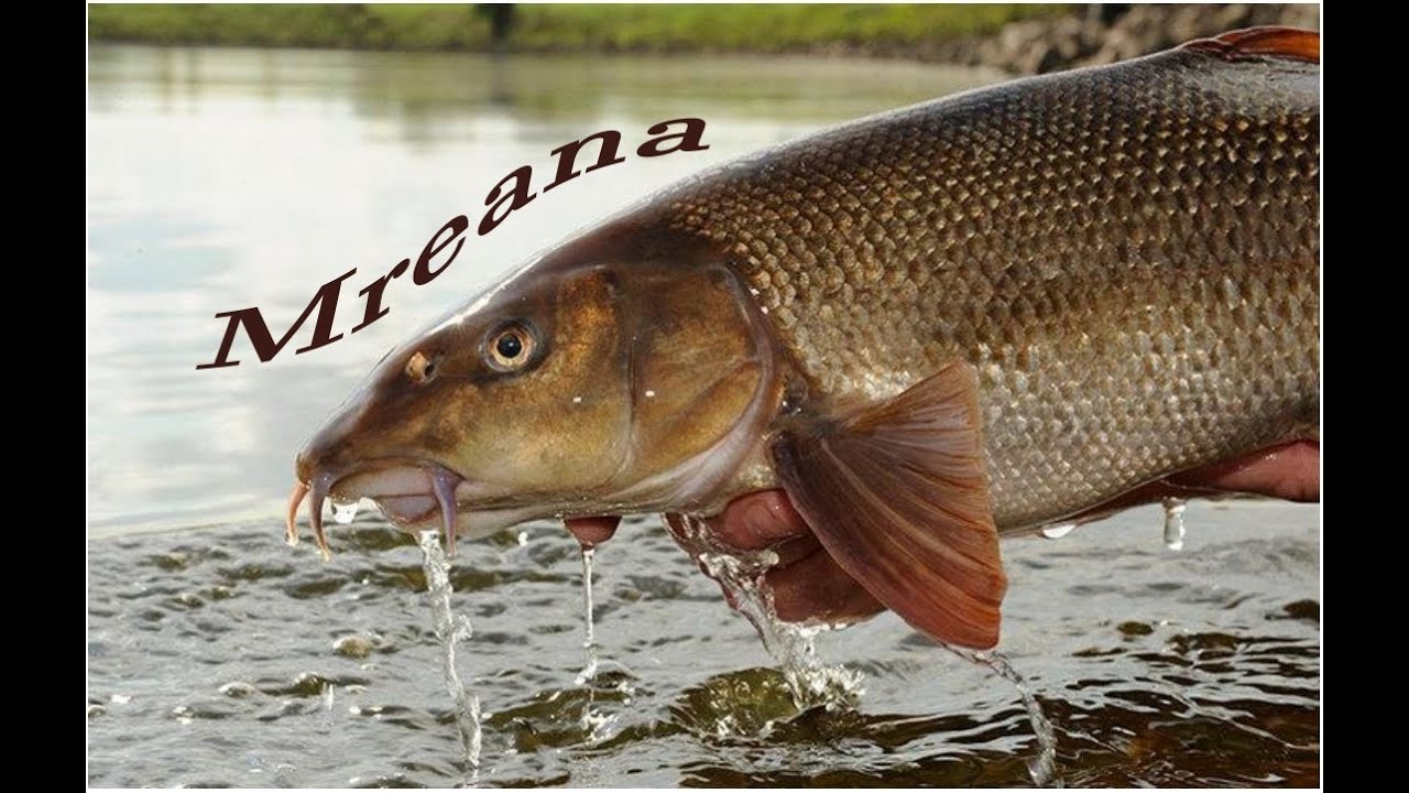 Mreana și comportamentul ei - episodul1- Peștii din apele României