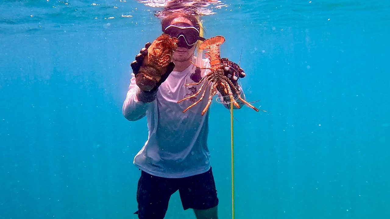 Free diving for all THREE lobster species! | St. Thomas, USVI |