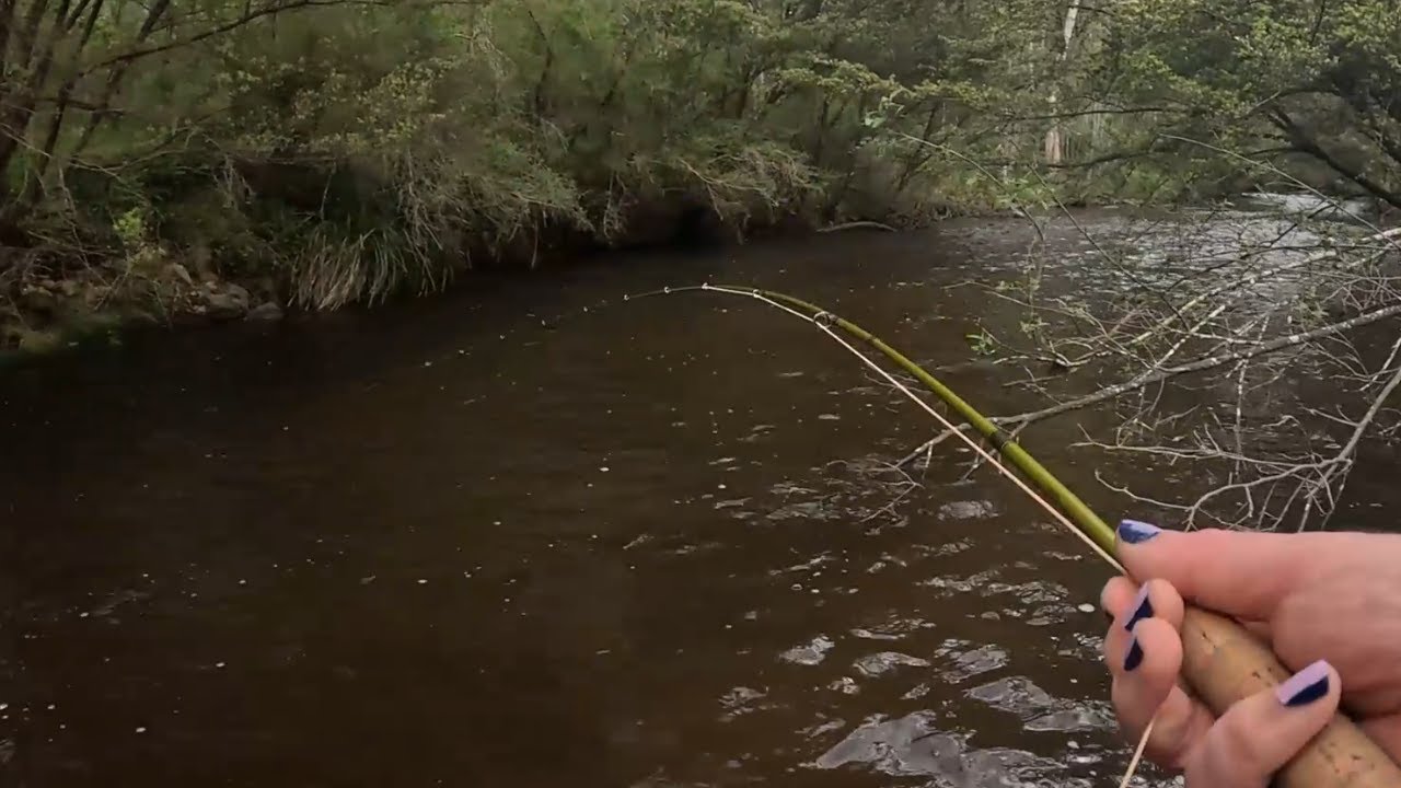 Fly Fishing the Murrindindi River, Victoria