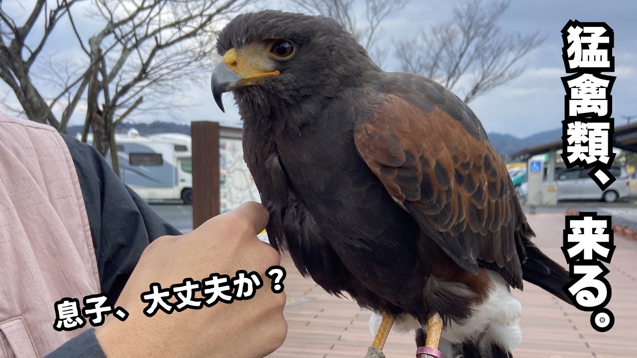 【時速70㎞】懐く猛禽類ハリスホークが息子の腕に飛んできた