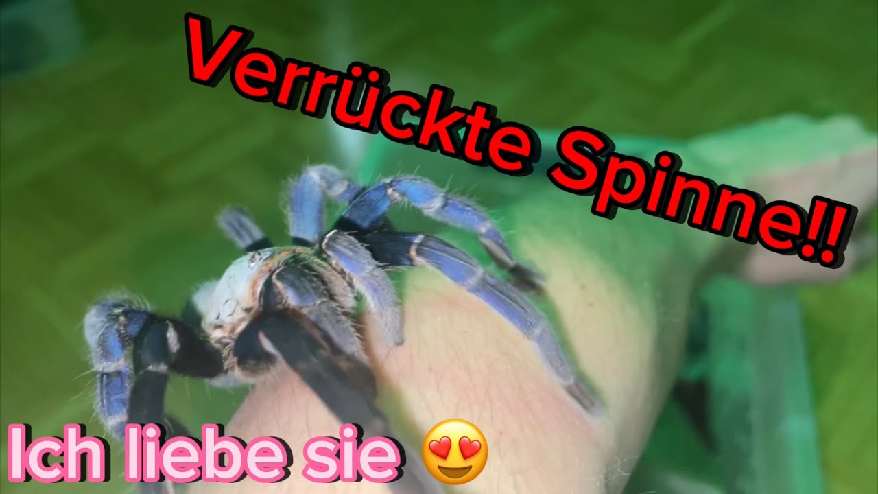 Diese Spinne ist VERRÜCKT! Aber ich liebe sie 🥰 (Terraristika Hamm 9.12.2023)