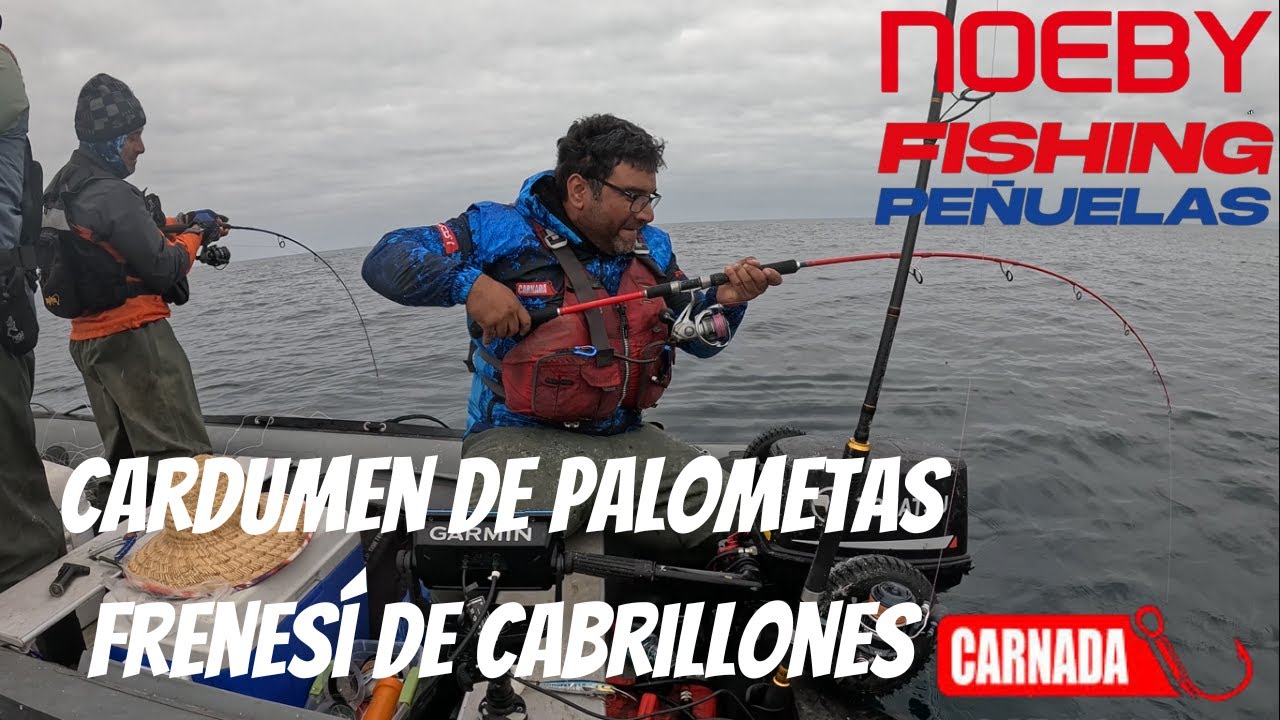 CARDUMEN DE PALOMETAS, FRENESI DE CABRILLONES DE 4 KG