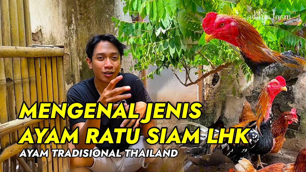 MENGENAL JENIS AYAM RATU SIAM LHK ASAL THAILAND